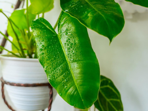 philodendron-burle-marx-2469422-27fee62