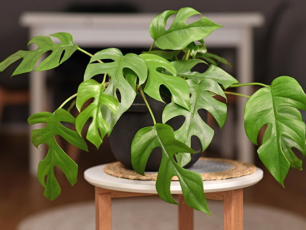 monstera-minima-2469420-6705b60