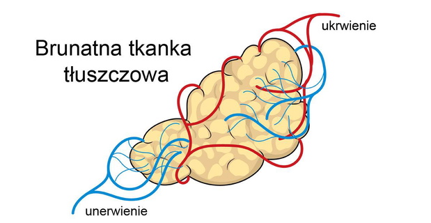 tluszcz-brunatny-unerwienie-i-ukrwienie-2492881-dc559b7
