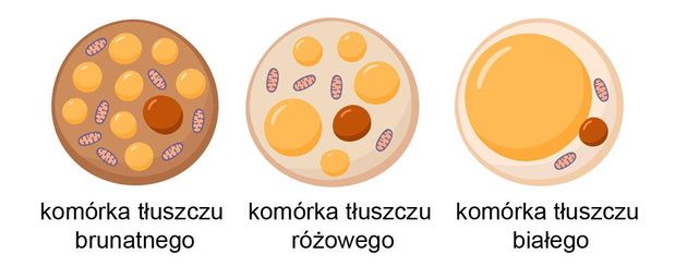 rodzaje-tluszczu-2492880-35bb81b