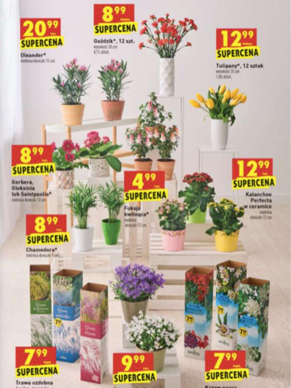 kwiaty-w-biedronce-2470170-68c2c86