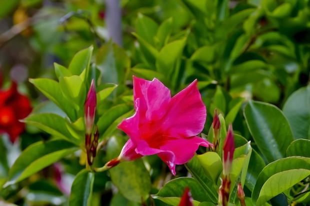 dipladenia-sundaville-odmiany-2474560-c9bc0dc
