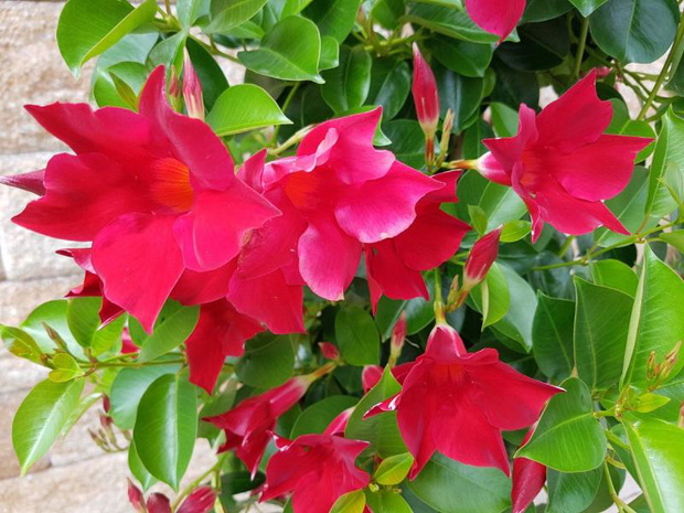 dipladenia-sundaville-uprawa-2485070-51f23af