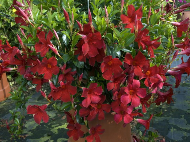 dipladenia-sundaville-2470595-1147f80
