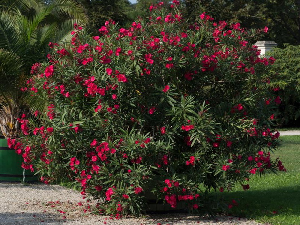 oleander-uprawa-2470510-b87a9e6