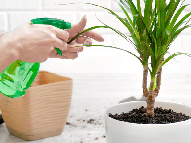 gdzie-powinna-stac-dracena-2514338-9d1e642