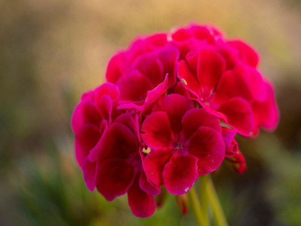 pelargonia-calliope-2471039-aceee20