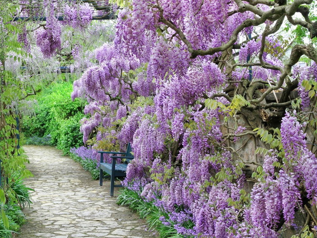 ekspansywne-rosliny-ogrodowe-wisteria-2471378-3180460