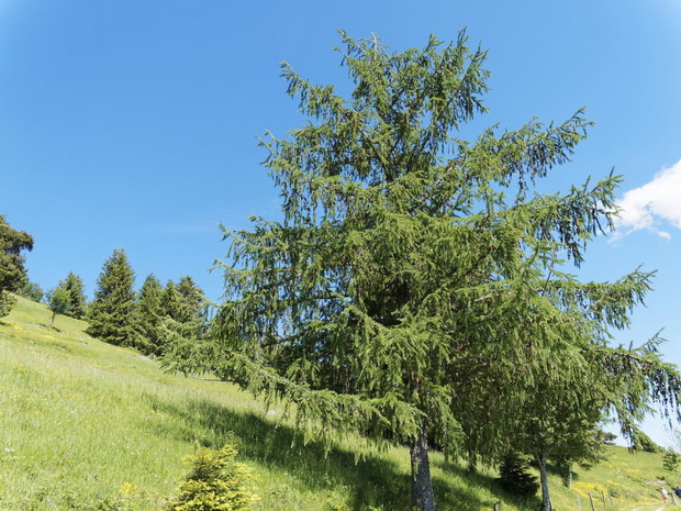 modrzew-europejski-2472529-4adbab4