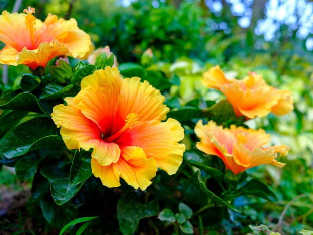 wiosenne-przycinanie-hibiskusa-2495041-6f9df12
