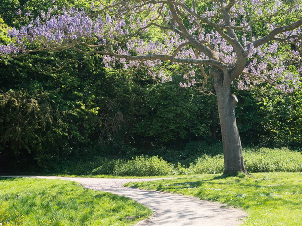 paulownia-omszana-2472535-93ad196