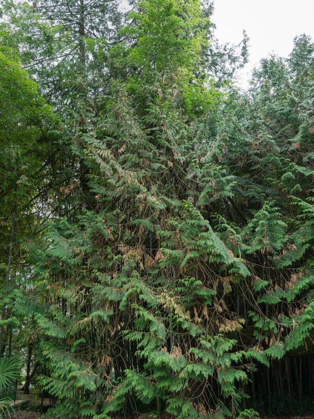 thuja-zywotnik-olbrzymi-2472538-da01972