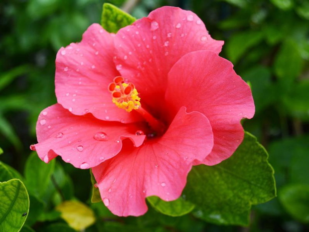 kiedy-przycinac-hibiskusa-2495042-9fd0a5b