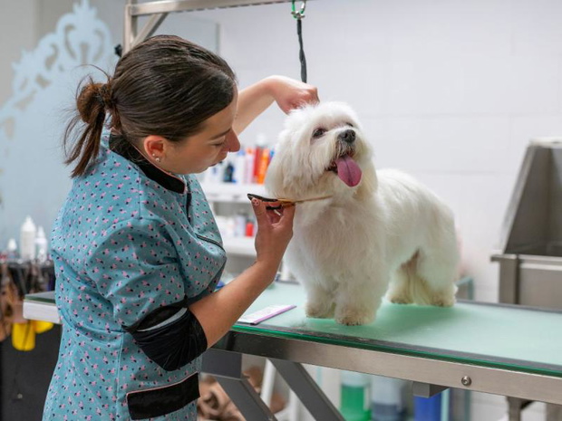groomer-2516388-d8af02d
