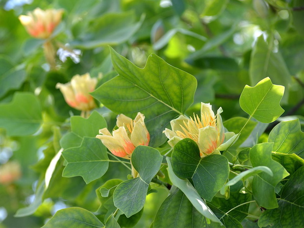 tulipanowiec-2473966-1ef9efd
