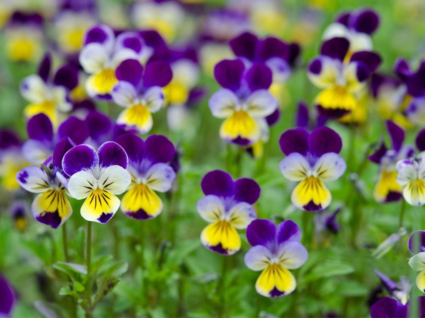 fiolek-trojbarwny-2473575-6bd8904