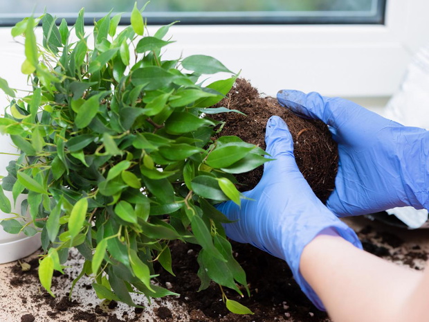 ficus-benjamin-2473903-5944156