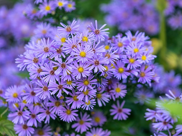 aster-nowobelgijski-2473603-c17be71