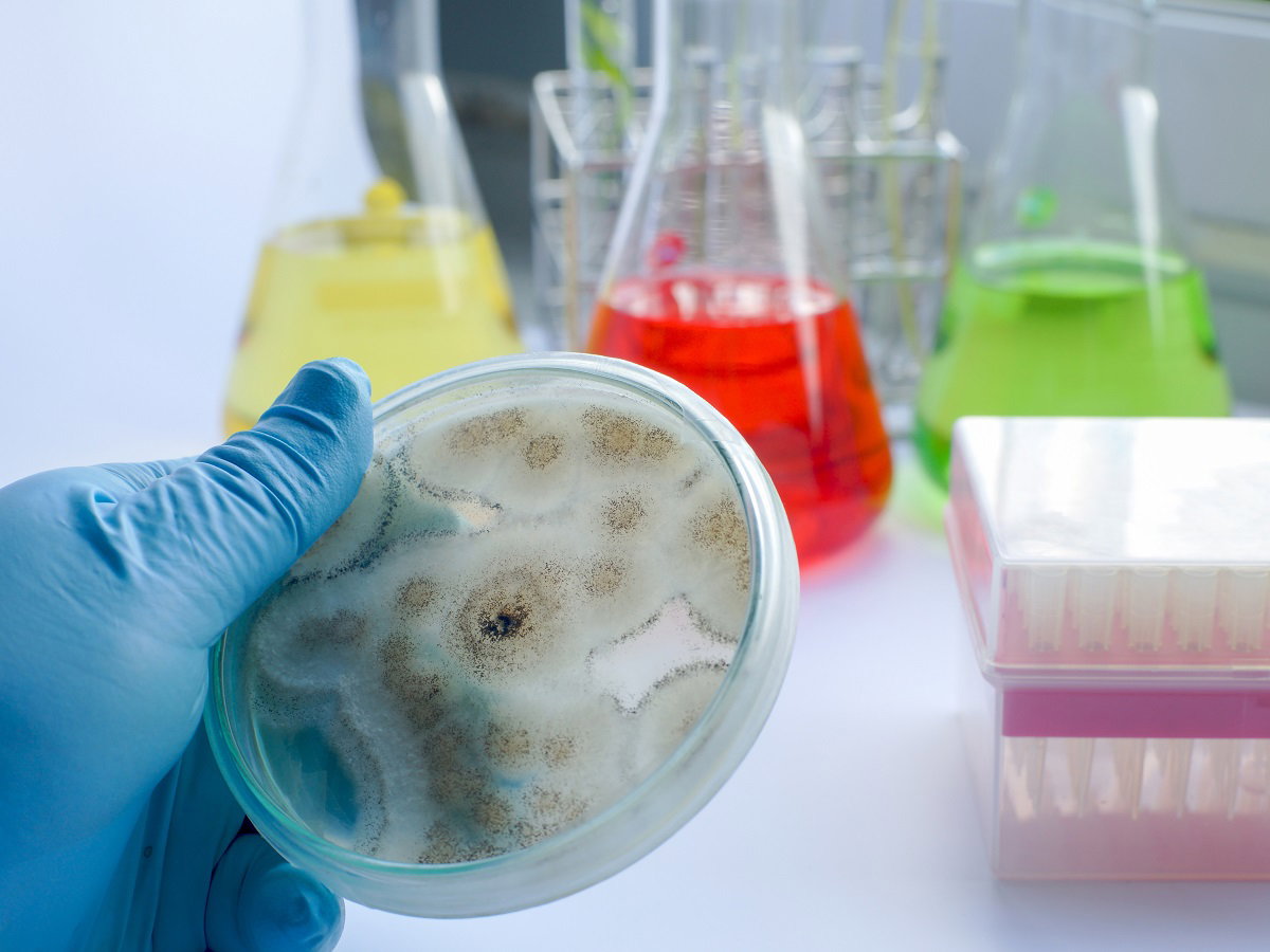 candida auris objawy