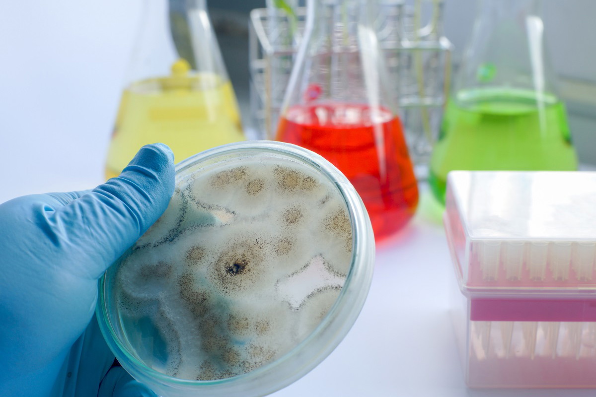 candida auris objawy