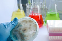 candida auris objawy