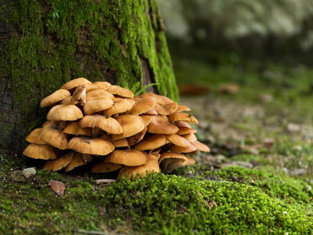 maitake-2517527-b34547d