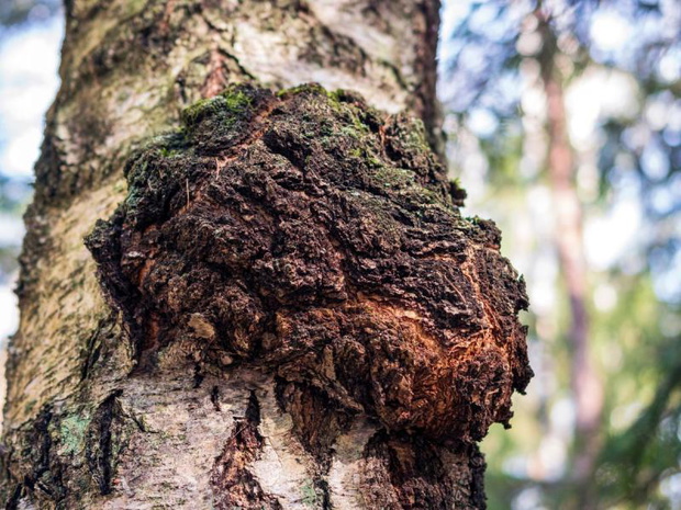 chaga-grzyby-2517816-4a0ed35