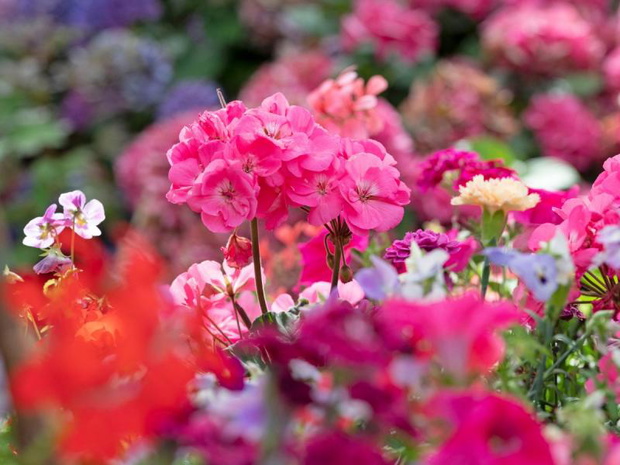 przycinanie-geranium-2497981-de1f254