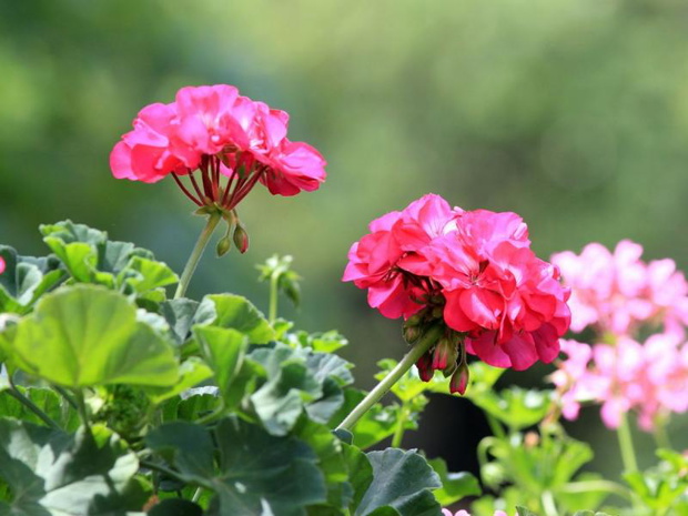 jak-odmlodzic-geranium-2497980-b51496b
