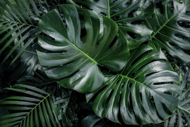 monstera-odmiany-2475415-d473152