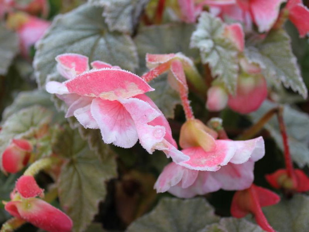 begonia-bulwiasta-zimowanie-2519581-e061b97