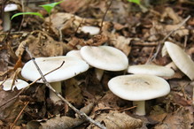 gąska trująca
