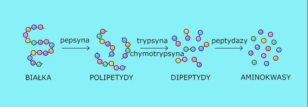 enzymy-trawiace-bialka-2520270-b564189