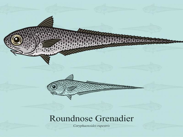 grenadier-co-to-za-ryba-2521064-8a5d5b3