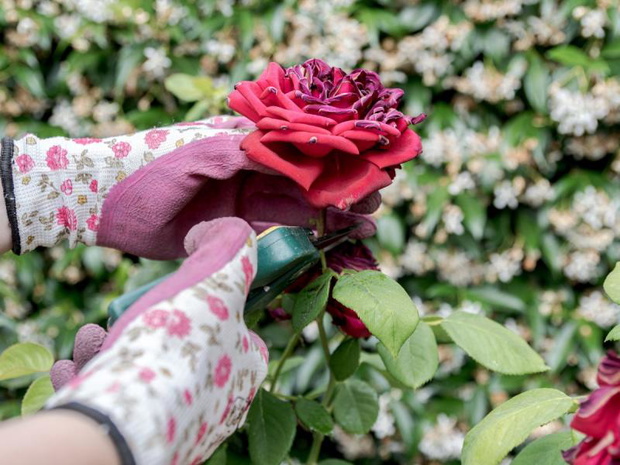 czy-mozna-przycinac-roze-w-lipcu-2500634-8b97ada