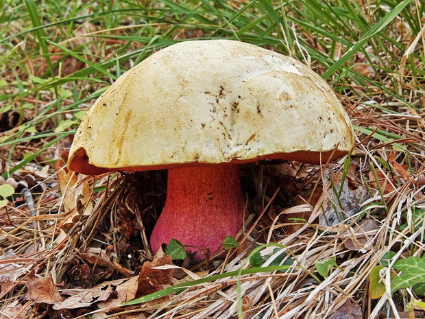 grzyby-niejadalne-z-gabka-borowik-szatan-2500978-d943a97