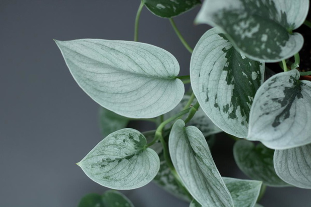 scindapsus-pictus-silver-ann-2501940-934eb8d