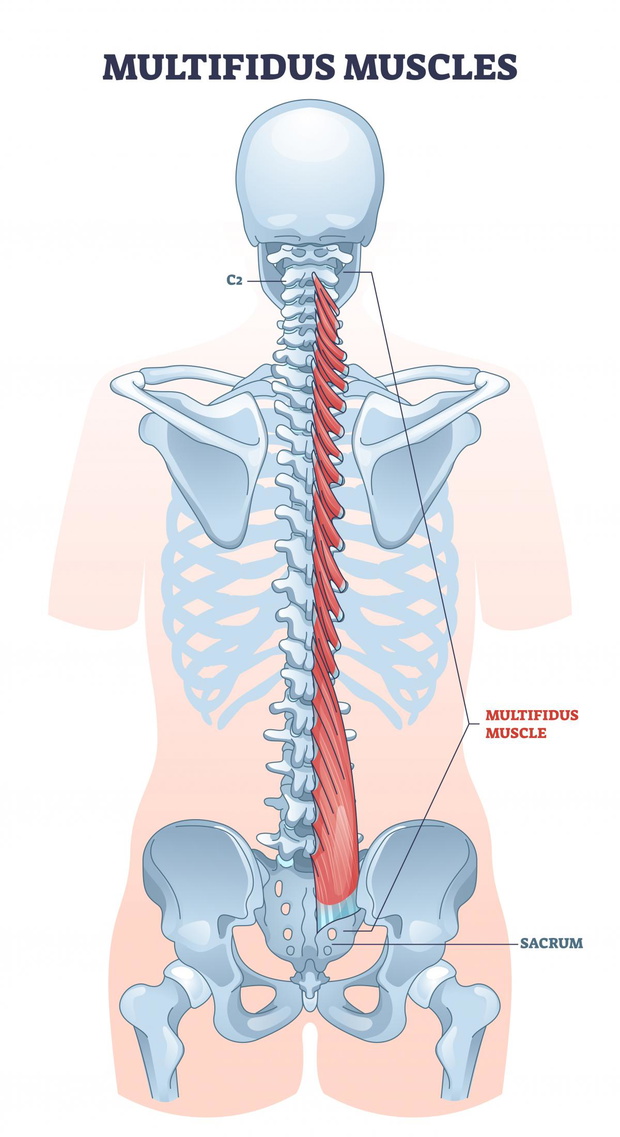 miesnie-glebokie-grzbietu-2501674-11dabb9