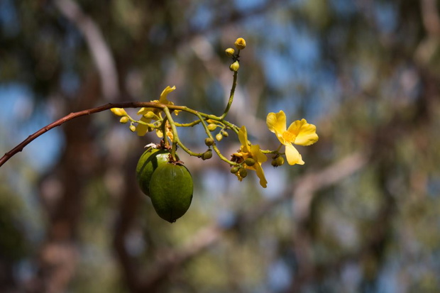 owoc-kakadu-owoc-najbogatszy-w-witamine-c-2481049-aa0cbdc