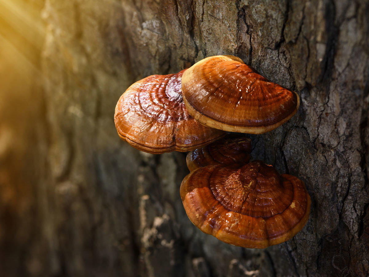 grzybek reishi