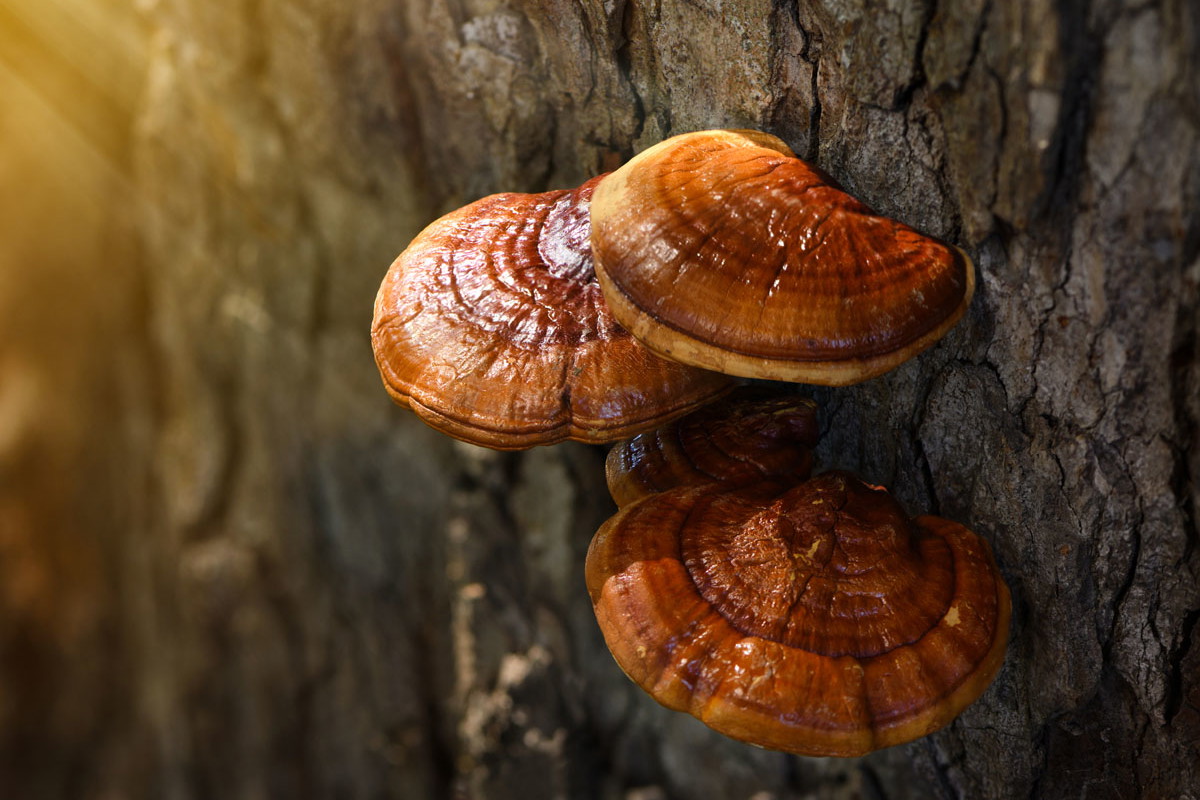 grzybek reishi
