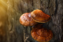 grzybek reishi