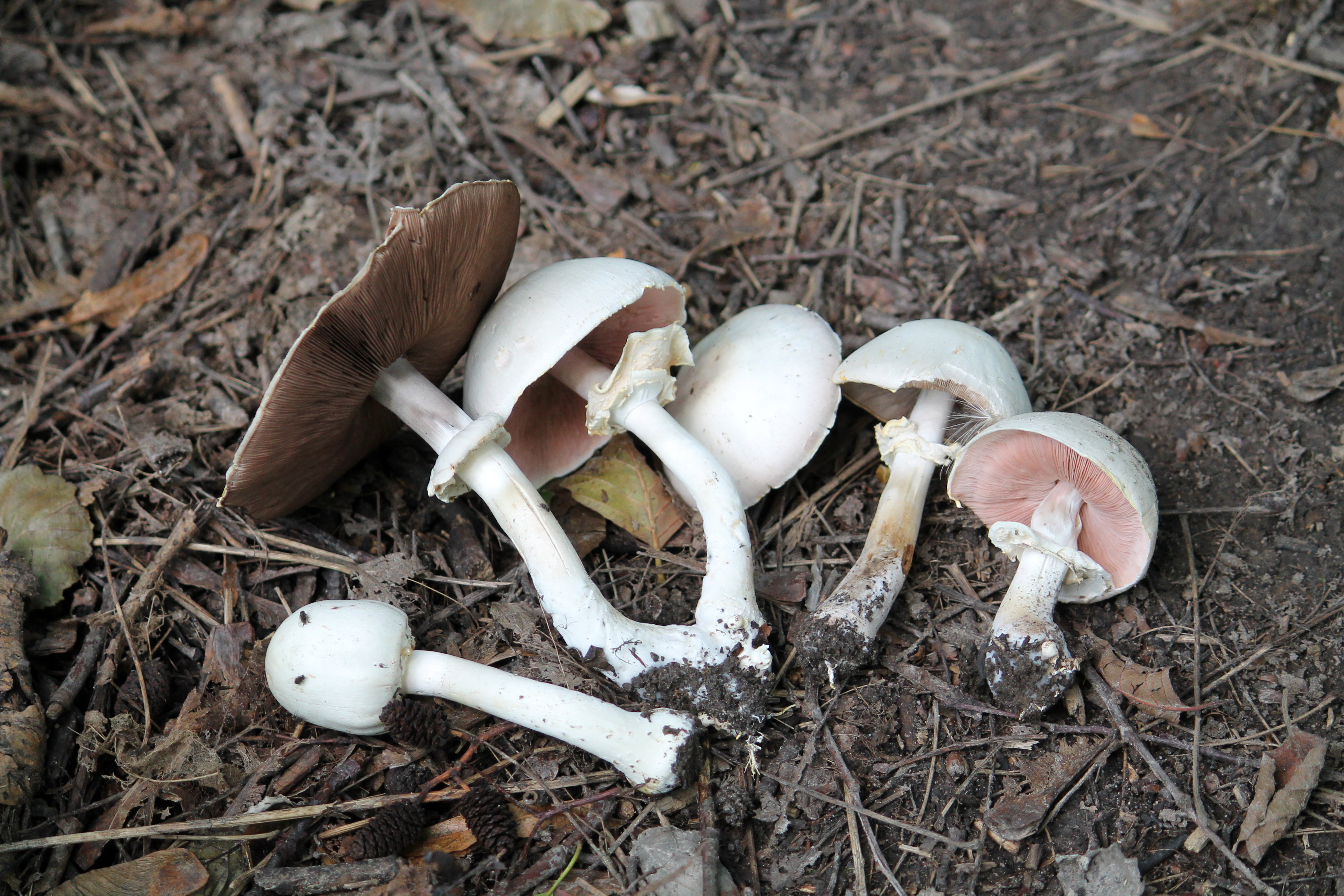 pieczarka trująca (karbolowa)