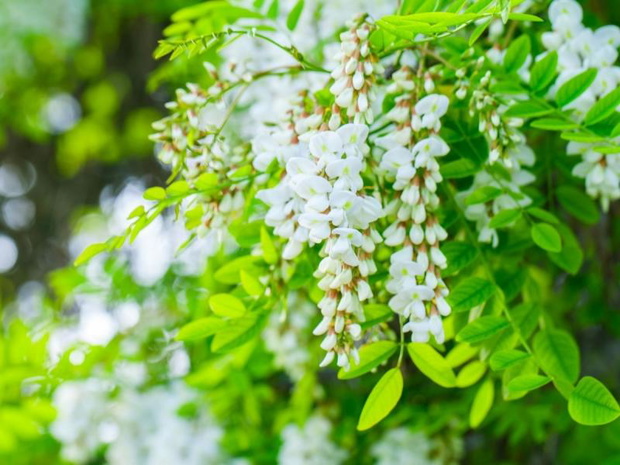 drzewa-kwitnace-w-maju-robinia-akacjowa-2481092-ad4e8b1
