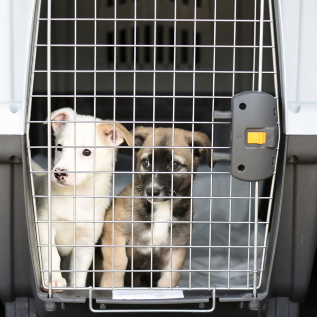 transporter-dla-psa-2502007-e8e431b