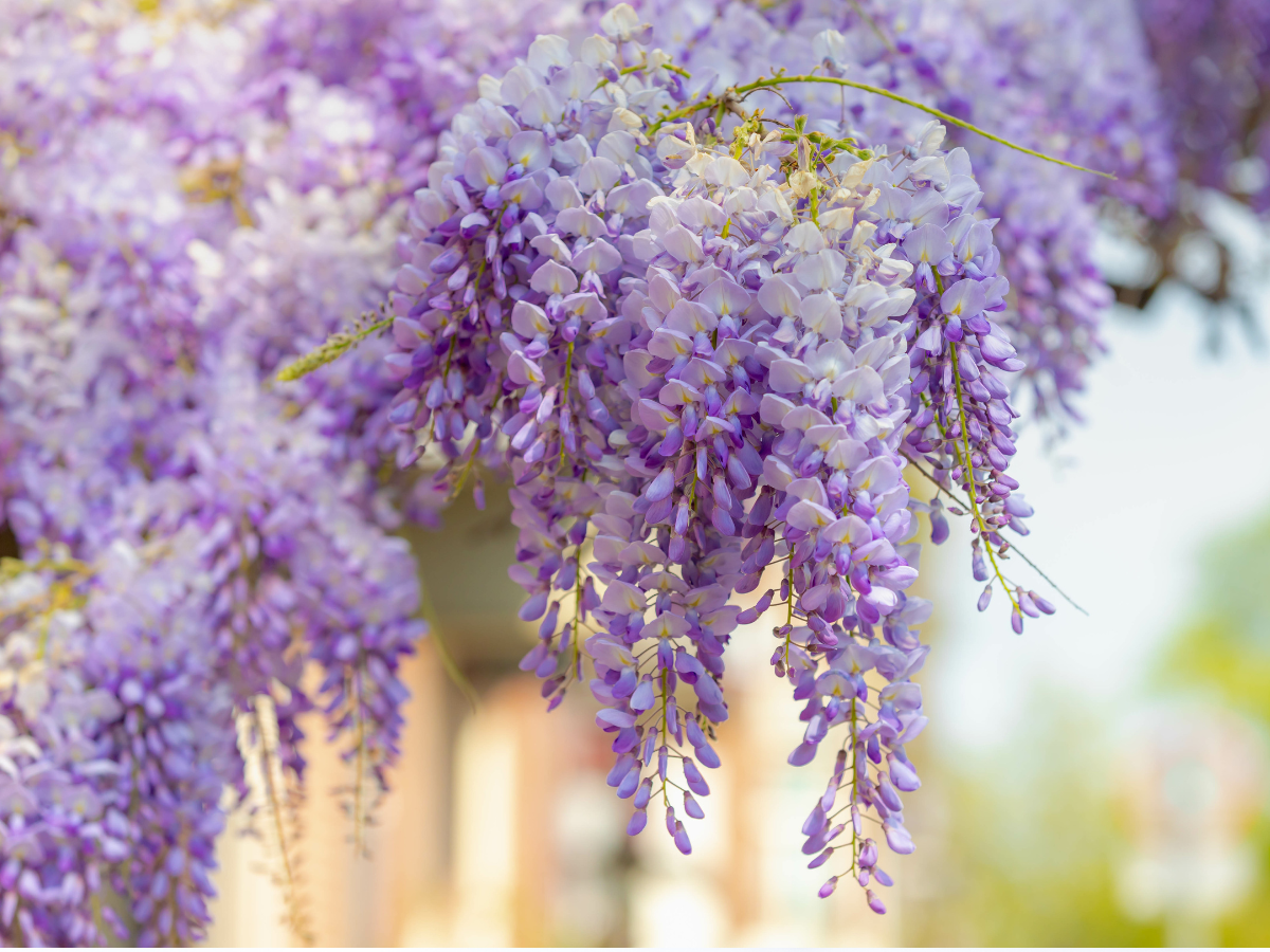 przycinanie wisterii