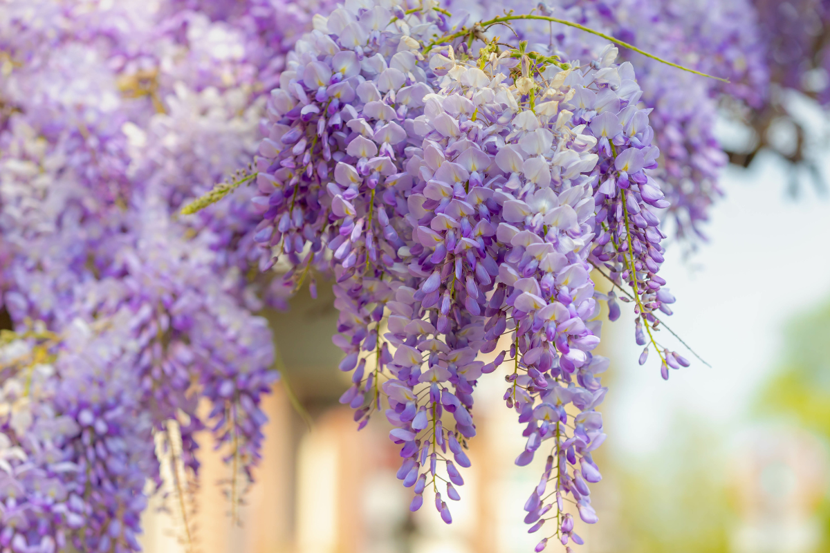 przycinanie wisterii