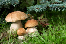 ile rośnie grzyb