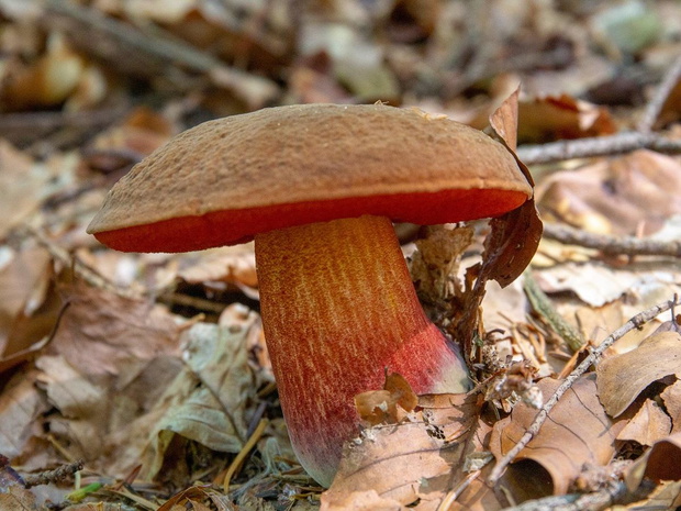 podgrzybek-trujacy-szatan-2502222-8f93b7f