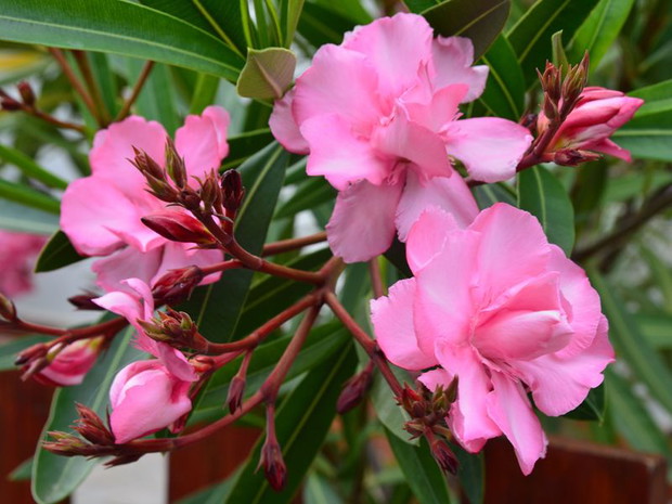 Trujące rośliny doniczkowe - oleander